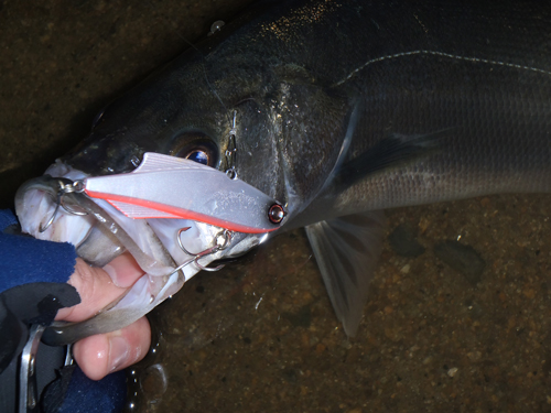 grp0319152240.jpg 500��375 138K