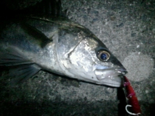 grp0605122605.jpg 496��371 123K