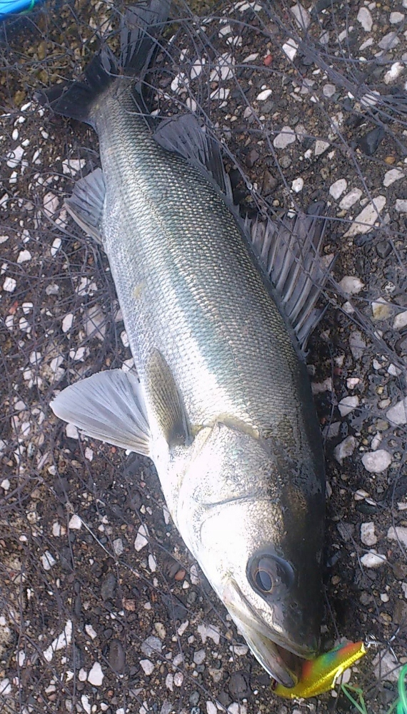 grp0619184318.jpg 570��1000 500K