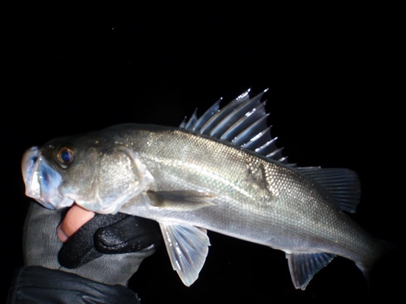 grp0408104625.jpg 580��435 103K